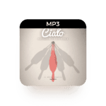 mp3